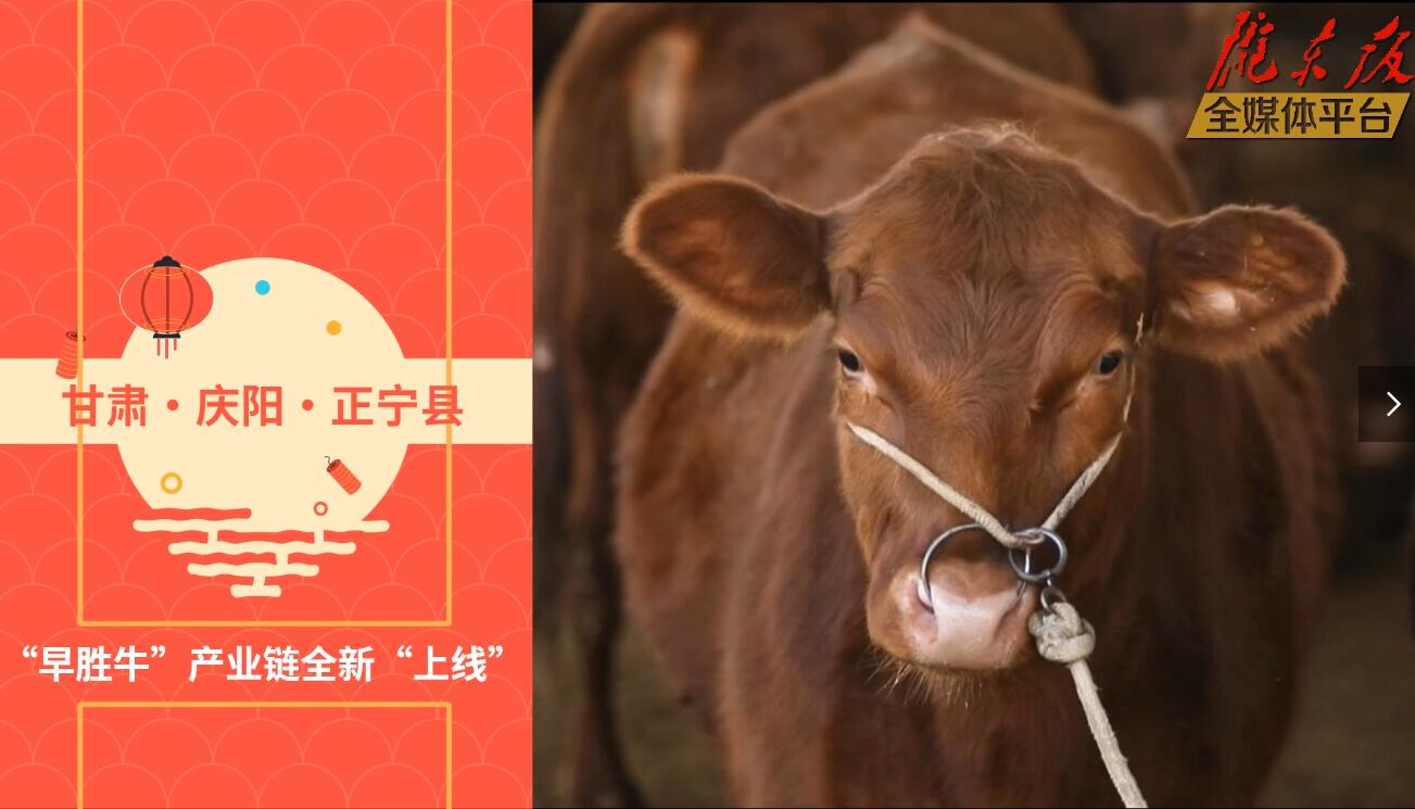 【慶陽視頻】目標20萬頭！正寧縣打造西北肉牛養殖大縣