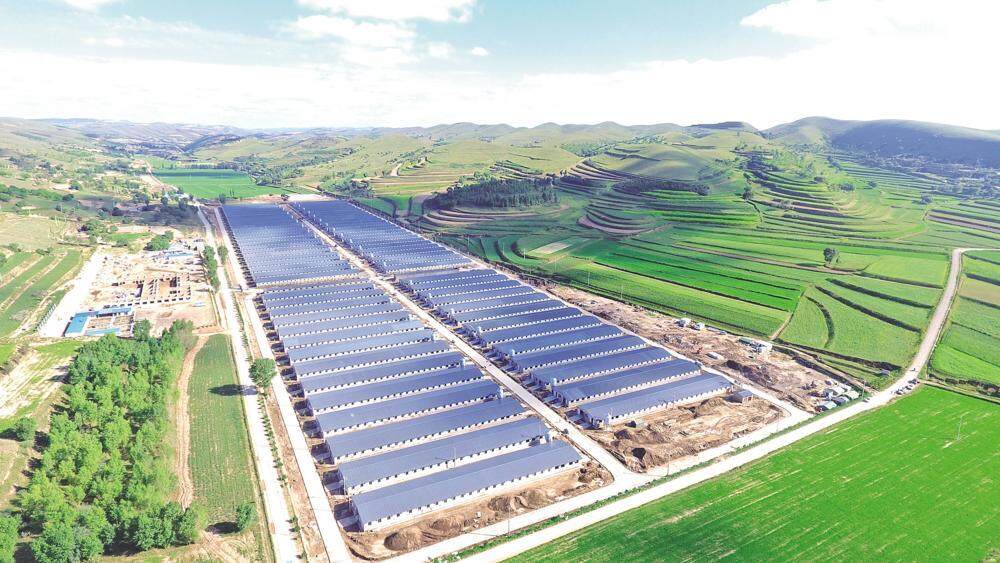 環縣雙廟20萬只肉羊育肥場俯瞰，