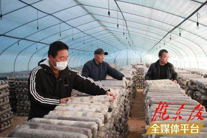 【新春走基層】西峰區司官寨村：食用菌種植激活鄉村振興新動能