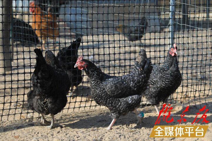 【新春走基層】“跑步雞”跑出智慧養殖新路子