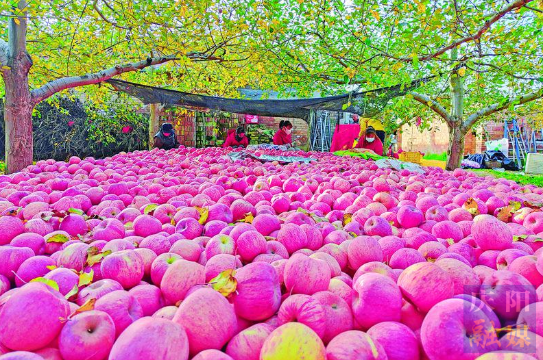 高天厚土看慶陽 集聚合力育優果——慶陽蘋果產業邁向高質量品牌化發展新階段