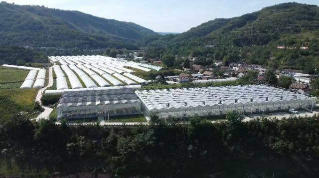 合水縣大棚甜瓜喜迎豐收 甜蜜產業助力鄉村振興