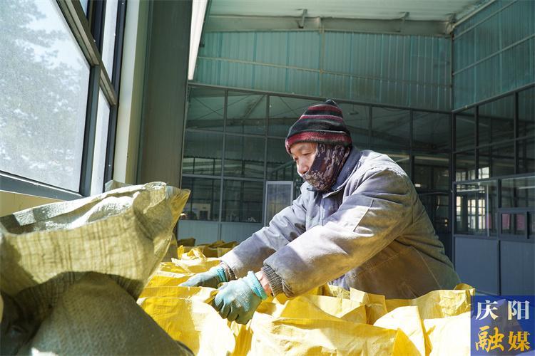 【沖刺開門紅】華池縣城壕鎮：一粒玉米的“黃金”產業鏈