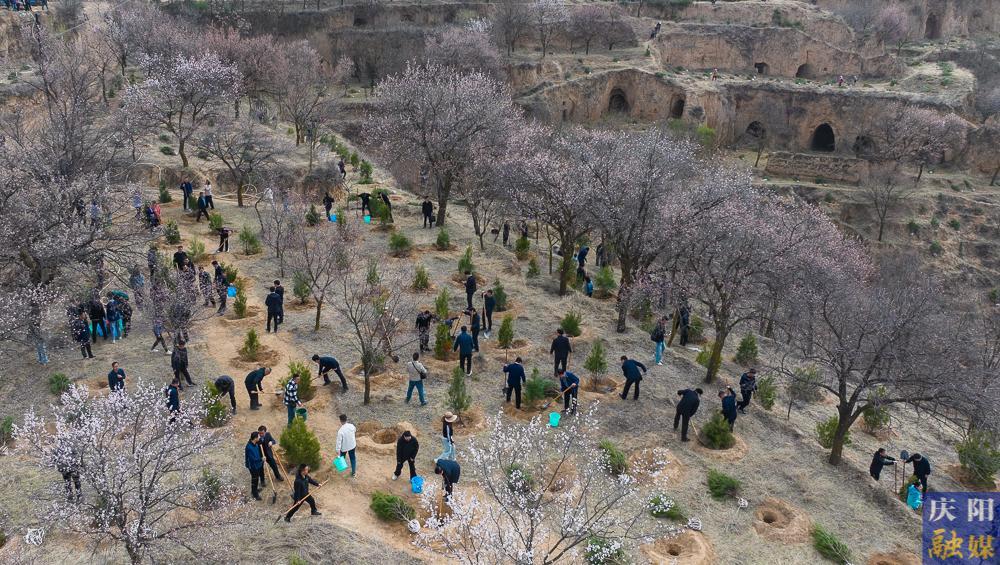 【攝影報道】再植新綠！慶陽市開展2025年義務植樹活動