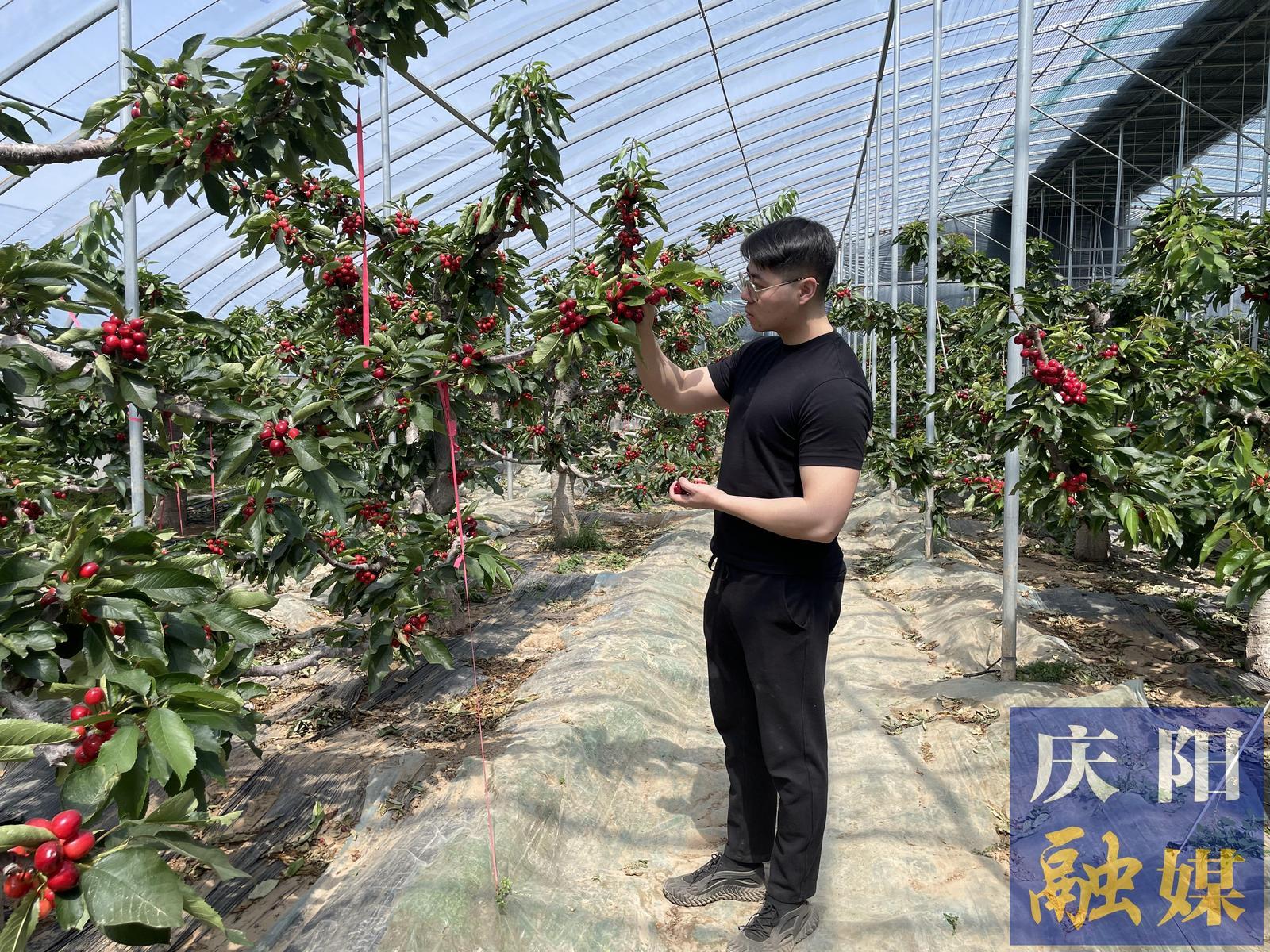 西峰區后官寨鎮：大棚櫻桃搶“鮮”開園上市