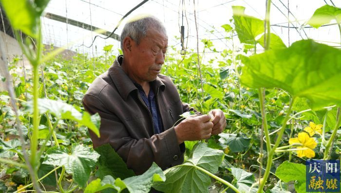 合水縣：設施農業“蔬”寫春日好“豐”景