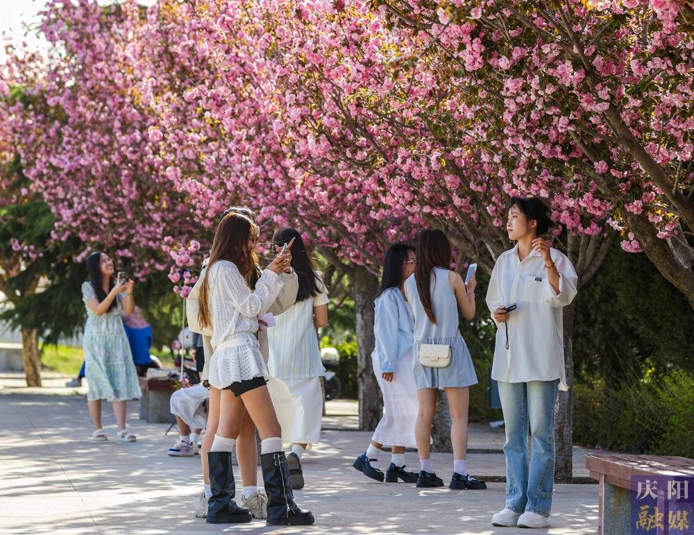 【攝影報道】 春日西峰，櫻花如詩，市民共赴浪漫花事