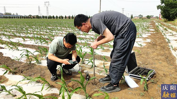 慶陽：精準施策降甘霖  科學抗旱潤隴原