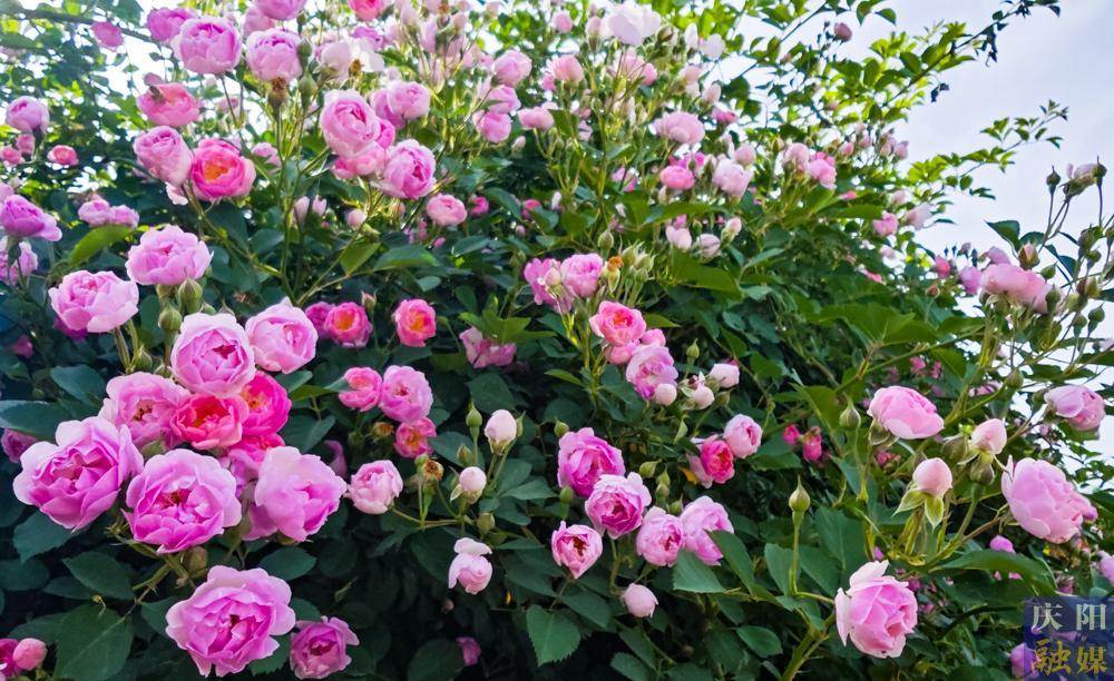 【攝影報(bào)道】薔薇花開！邂逅夏日的浪漫