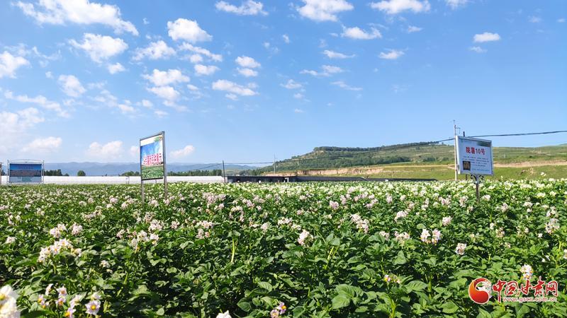 【青春華章·重走西北角】五任所長接力！這顆“隴薯”品種藏著60年的奮斗史